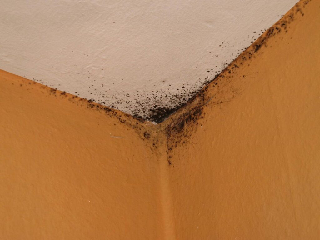 Black mold growing in the corner where a white ceiling meets orange walls.