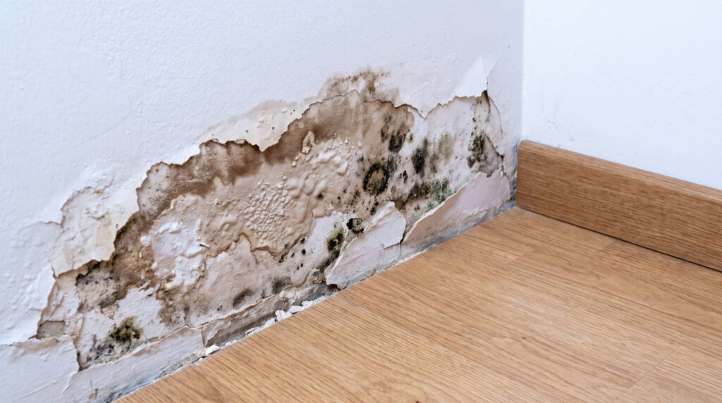 Mold and water damage peeling paint on a wall near the floor.