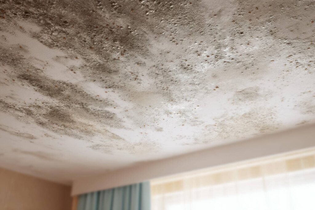 Top Strategies to Prevent Mold After Water Damage