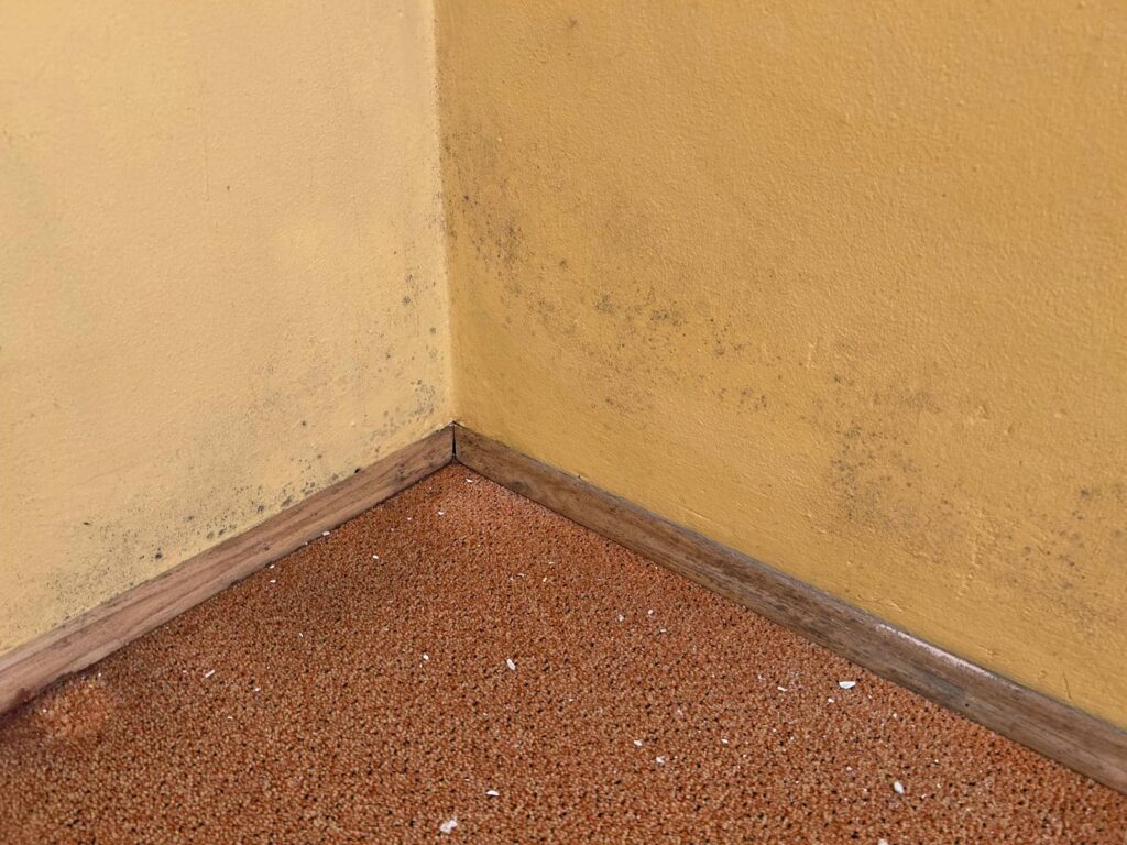 What Are Top Mold Remediation Strategies Post-Flood?